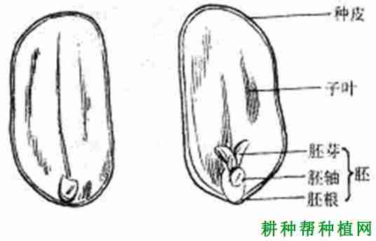 花生种子有什么特点？